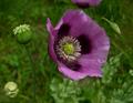 papaver somniferum